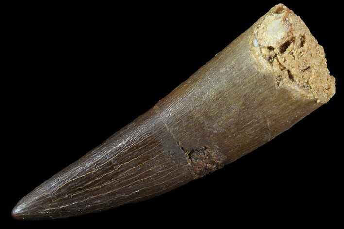 Fossil Plesiosaur (Zarafasaura) Tooth - Morocco #81573